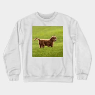 A Cockapoo Puppy (Named Sunny) Crewneck Sweatshirt